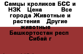 Самцы кроликов БСС и НЗК › Цена ­ 400 - Все города Животные и растения » Другие животные   . Башкортостан респ.,Сибай г.